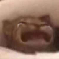 Cat_Cry emoji