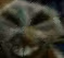 xdi emote