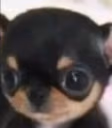 ergi emote