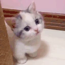 catwithblankthoughtlesseyesstaringlookingatsomethinglistoflongcr emote