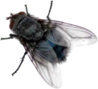 realisticfly emote