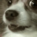 bark emote
