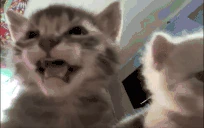 twokittenslookingatyouandmeowing emote