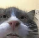 cutecatstare emote