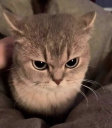 angry static emote
