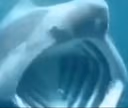 Sharkpog emote