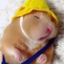 hamstersleep emote