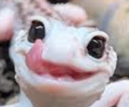 LeopardGeckoLick emote