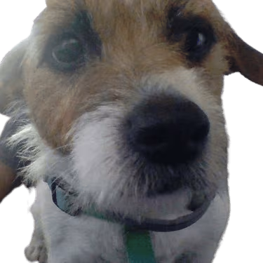 Ryderdog emote