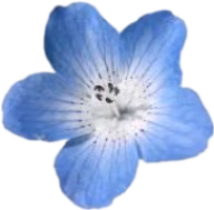 tropicalblueflower emote