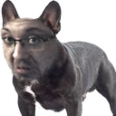 DOGONZZ1 emote