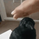petthecrow emote