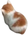 nyAngy emote