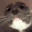 catEEE emote