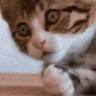CE_Shock emote