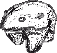 transparentbear emote