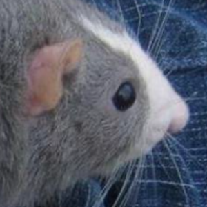 zergatui avatar