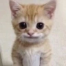 SmileCat emote