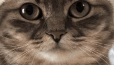 Disappointed emote