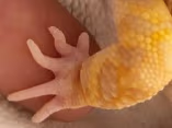 LeopardGeckoHandHold emote