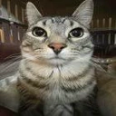 zazu emote
