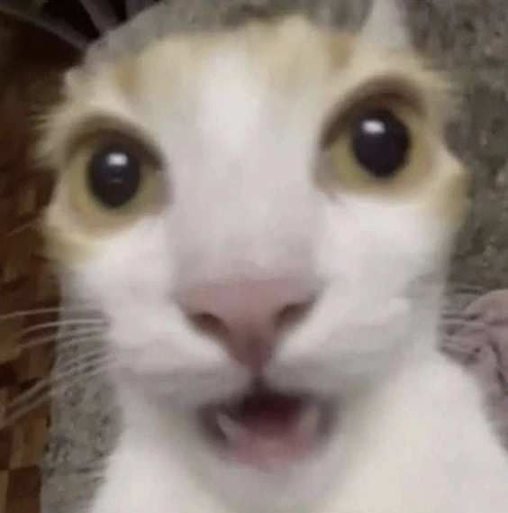 shockedcat emoji