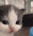 ThereAre7976146400HumansOnEarthAndYouStillGot0Bitches animated emote