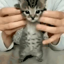 catJammies emoji