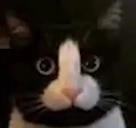 gatopene emote