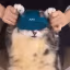cat_dance emote