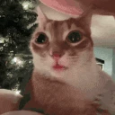 catErm14 emote