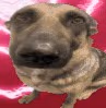 whiningdogmemehmmhmhmmm emote