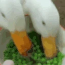 LETSGO emote