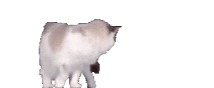 InvestigatingTheChatroom emote