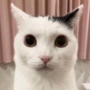 DefinitelyNotPossessedCat emoji