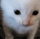 Herbert