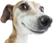 whatdadogdoing emote