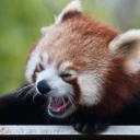 redpanda_scream emote