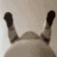 POVYouAreHumpPillow emote