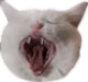 cat_rofl emote