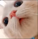 cat_stare emote
