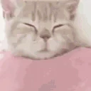 Bedge emote