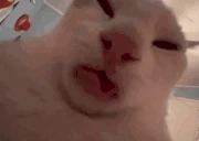 LIZUN emote