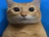 frame145delay007s emote