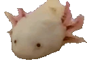 AxolotlPopCat emote