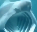 Sharkpog static emote