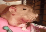 RataEnojada emoji