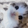 kitty_lookup emote
