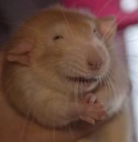 evilRat emote