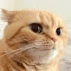 cat emote